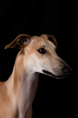 Obraz premium galgo fondo negro