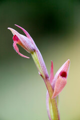 Small-flowered Tongue Orchid (Serapias parviflora) Sassari, Sardinia, Italy