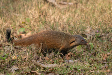 Striped-necked Mongoose - Herpestes vitticollis, beautiful colored shy mongoose from South Asian forests and woodlands, Nagarahole Tiger Reserve, India. - 743773689