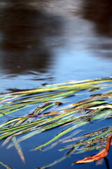 water reflection in water