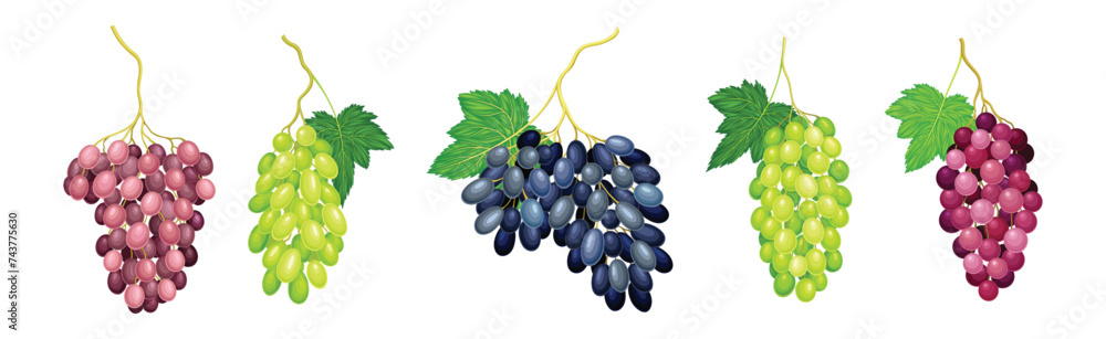 Poster ripe grape cluster and bunch with fruit on stem vector set