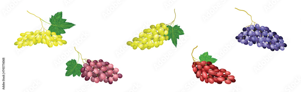 Poster ripe grape cluster and bunch with fruit on stem vector set