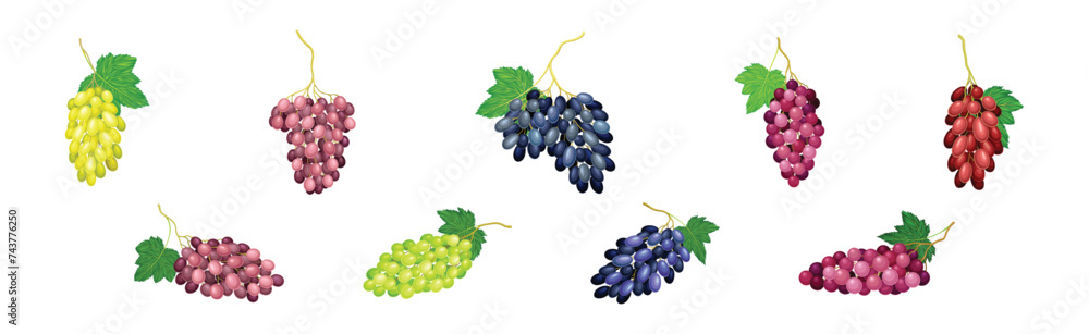 Poster ripe grape cluster and bunch with fruit on stem vector set