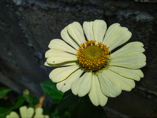 Zinnia elegans flowers in white, photo of flowers with spring colors, the most famous annual flowering plant of the genus Zinia
