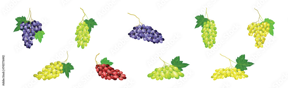 Poster ripe grape cluster and bunch with fruit on stem vector set