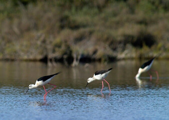 Cavaliere d'Italia Black-winged Stilt Himantopus himantopus  ..En. Black-winged Stilt, Da. Stylteløber, D
