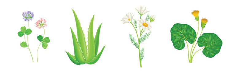 Medical Herbs with Flowering Plant on Stem Vector Set