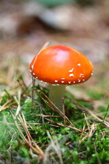 fly agaric mushroom