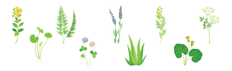 Naklejka premium Medical Herbs with Flowering Plant on Stem Vector Set