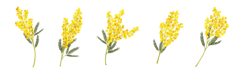 Mimosa with Yellow Racemose Inflorescences Vector Set - obrazy, fototapety, plakaty