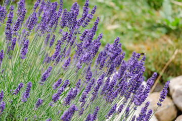 Lavender in the garden in Bavaria Germany. Concept for the environment and nature conservation in Europe.