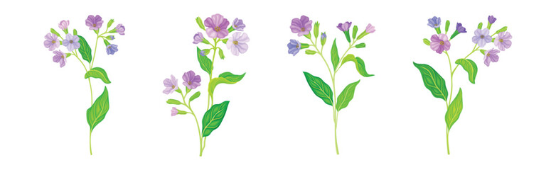 Lungwort or Pulmonaria Flowering Plant with Violet Inflorescence Vector Set