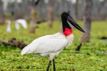 Jabiru Stork, in wetland environment, La Estrella Marsh, Formosa Province, Argentina.