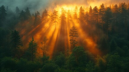The sun shining through the giant sequoia trees illuminates the mist.