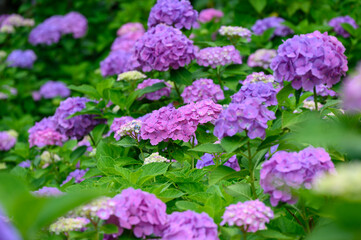 上磯ダム公園のカラフルな紫陽花