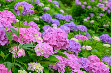 上磯ダム公園のカラフルな紫陽花