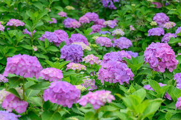 上磯ダム公園のカラフルな紫陽花