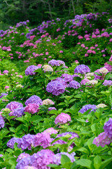 Obraz premium 上磯ダム公園のカラフルな紫陽花
