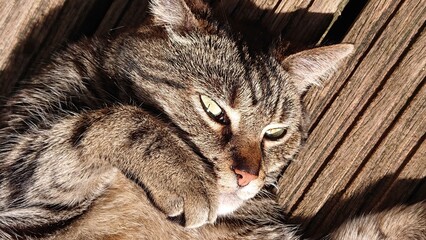 Portrait of a black and brown staring cat lying on the ground.