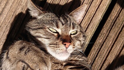 Portrait of a black and brown staring cat lying on the ground.