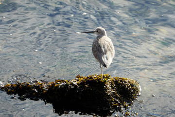 Common Greenshank