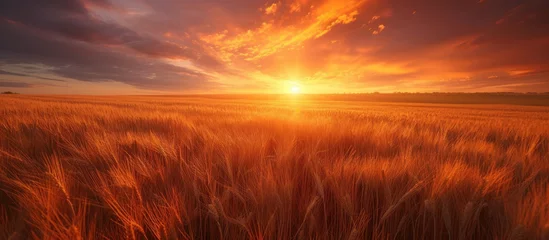 Möbelaufkleber The sun is setting over a vast wheat field, casting a golden glow on the rustling wheat as the sky transitions into shades of orange and pink. © TheWaterMeloonProjec