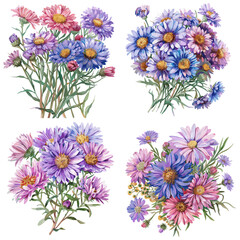 Set of watercolor Aster Flower isolated on white background