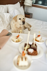 labrador patiently waiting on bed with room service treats on blurred foreground, pet friendly hotel