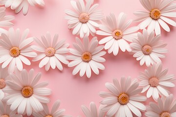 white daisies on a pink background