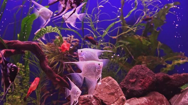 Beautiful freshwater aquarium with green plants,  brown stones and many fish. Slow motion footage.  Freshwater aquarium with a large flock of fish. Aquarium landscape with white pebble.