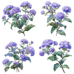 Watercolor set of Ageratum flower isolated on white background