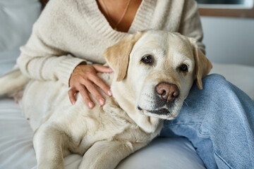 cropped african american woman in cozy sweater cuddling labrador in pet-friendly hotel room