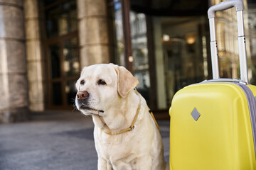 labrador sitting beside yellow luggage near entrance of pet friendly hotel, travel concept - 743791434