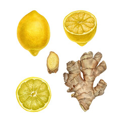 Watercolor painting lemon and ginger. Detailed botanical illustration with lemon and ginger in set. Can be use as print, poster, illustration, element design, package design, textile, label, fabric.