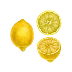 Watercolor painting lemon. Detailed botanical illustration with lemon set. Can be use as print, poster, illustration, element design, package design, textile, label, fabric.