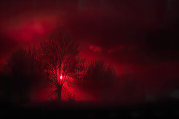Crimson Horizon: Trees Against the Fiery Sky
