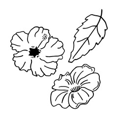 Set of doodle flowers on isolated background.Hibiscus flowers.Vector design.