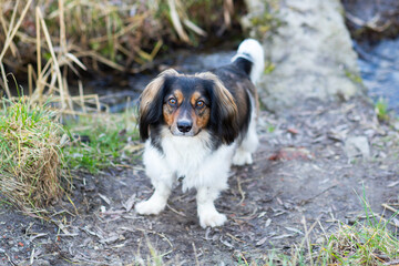 A small smart, serious dog with big ears stands calmly in the park. 