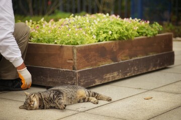 花壇の傍で横たわる猫