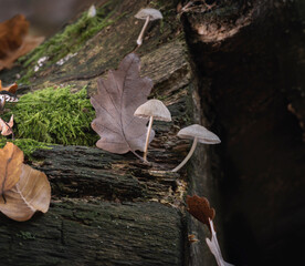 Natur erleben, in Wald und Flur, kleine Pilze am Stamm