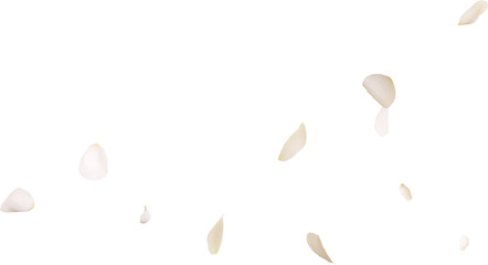 Falling white rose petals