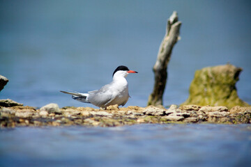 A Common Tern (Sterna hirundo) standing beside a pond. Stintino, Sardinia, Italy