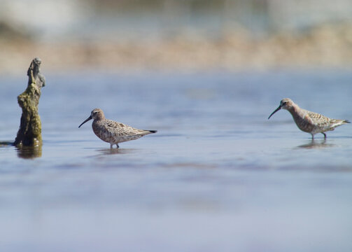 Piovanello comune - Curlew Sandpiper, (Calidris ferruginea). Lagune delle Saline. Stintino. Sassari, Sardegna. Italia