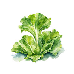 Watercolor illustration of lettuce veggie, lush green veggies watercolor clip art