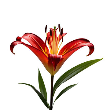 Lily image isolated on a transparent background PNG photo