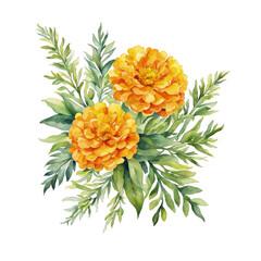 Vibrant sunny marigold blooms, with lush green leaves, watercolor illustration of marigold flowers on white background