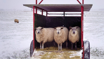 Sheeps in a frozen and snowy meadow, together in the trailer. 