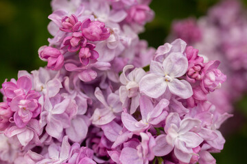 Naklejka na ściany i meble Beautiful spring lilac flowers close up. Botanical garden with purple floral branch