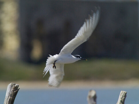 Beccapesci (Sterna sandvicensis) 