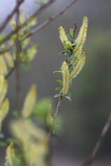 fern leaves